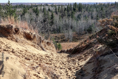 Spruce forest growing in the sand dunes. The horizon line is visible