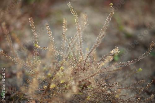 Closeup of a light brown plant. Blurred background. 