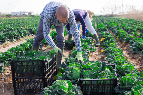 A small group of people harvesting organic cabbage in the field on a family farm
