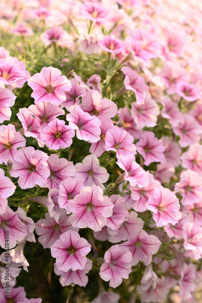 Pink petunia flower blossom in spring season, Decoration flower pot hanging in a garden