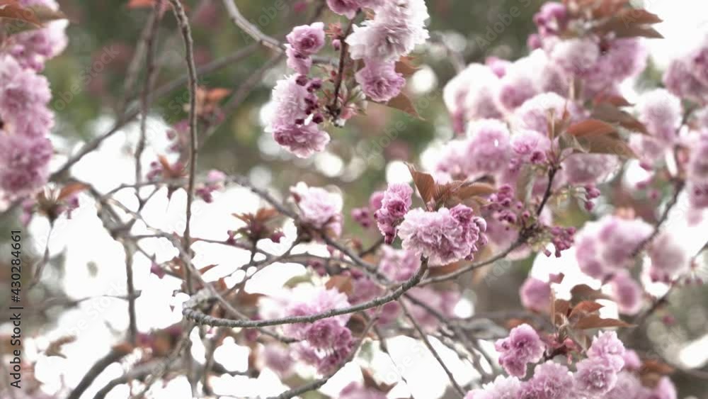 Pink flowers on a tree branches Pink flowers on a tree branches