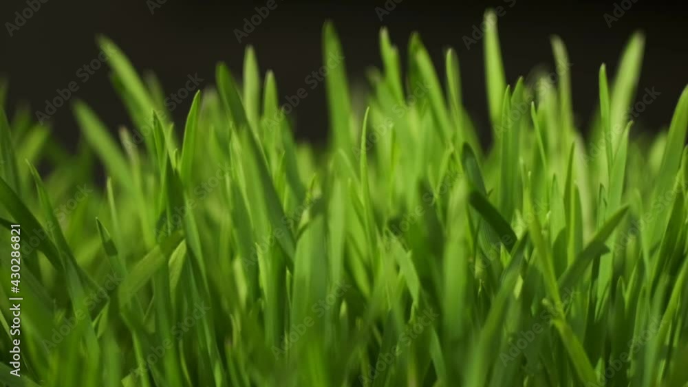 Woman touches fresh grass with her hand. Healthy eating vegan food. Modern food concept.
