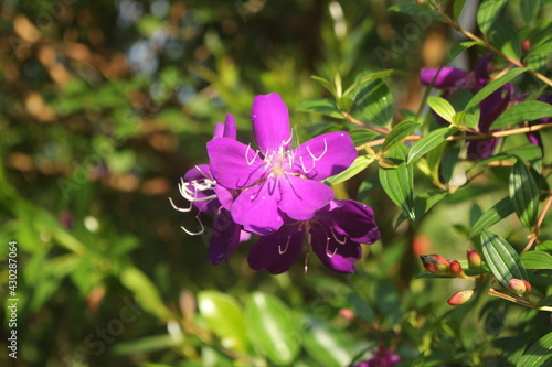 Purple colour octandra flower photo
