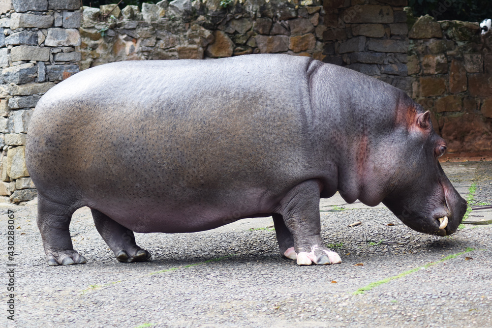 hippopotamus in the zoo hippopotamus in the zoo