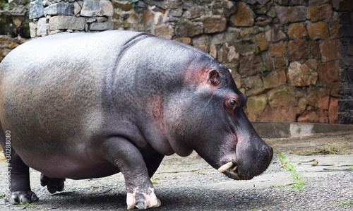 hippopotamus in the zoo