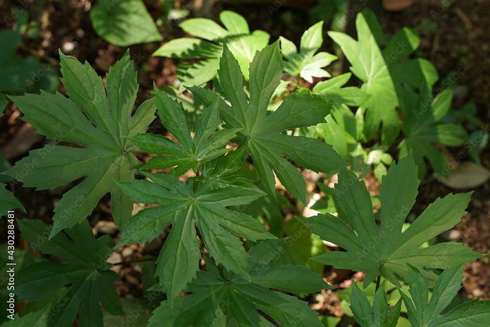 Parasenecio delphiniifolius green beautiful leaves are in a park in Tokyo, Japan. Parasenecio delphiniifolius green beautiful leaves are in a park in Tokyo, Japan.