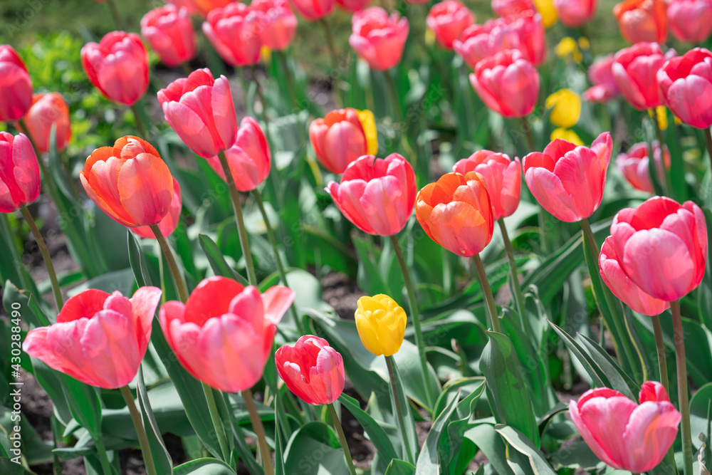 Colorful Tulips on a sunny day in Spring Colorful Tulips on a sunny day in Spring