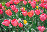 Colorful Tulips on a sunny day in Spring