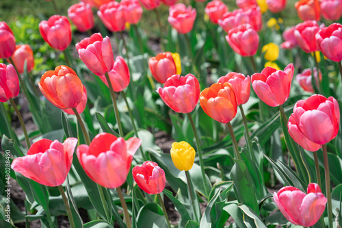 Colorful Tulips on a sunny day in Spring