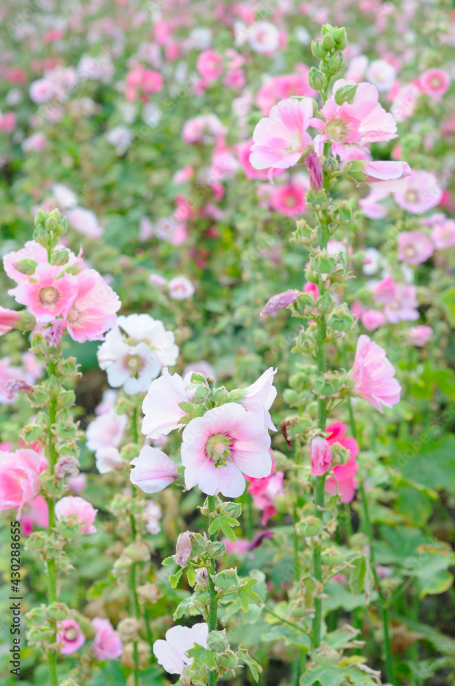 A Lush of Pink and White Hollyhocks