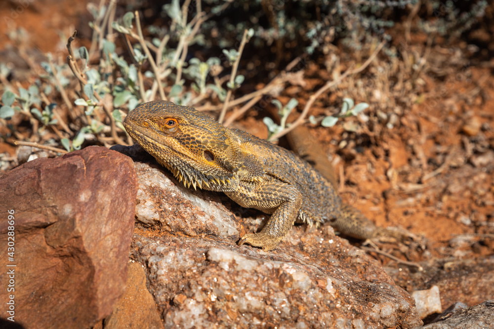 Close Up of Australian Bearded Dragon lizard Pogona on the rock in natural wildlife habitat Close Up of Australian Bearded Dragon lizard Pogona on the rock in natural wildlife habitat