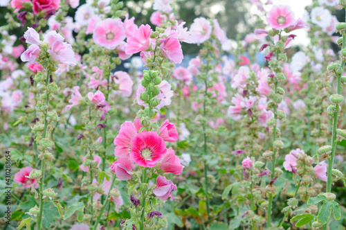 A Lush of Pink and White Hollyhocks