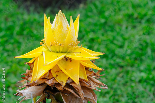 Chinese Yellow Banana Tree photo