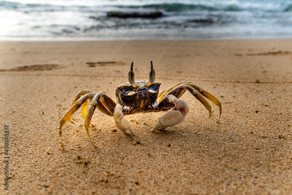 Frontal view of a live ghost crab, sand crab, on a sandy beach, size