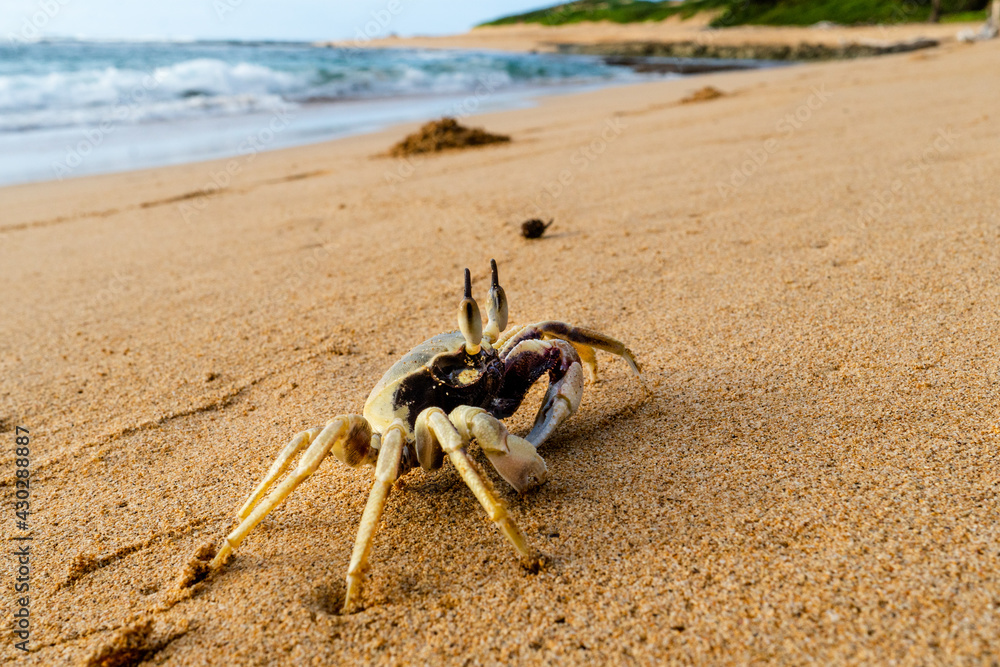 Side view of a live ghost crab, sand crab, on a sandy beach, size about