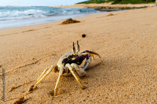 Side view of a live ghost crab, sand crab, on a sandy beach, size about 3 inch end to end, Mahaulepu Beach, Kauai photo