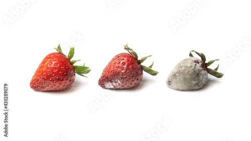 Obraz na plátně Strawberry in three stages of decomposition. Isolated on white.
