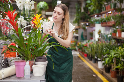 Female florist takes care of bromelia flowers in a flower shop. High quality photo