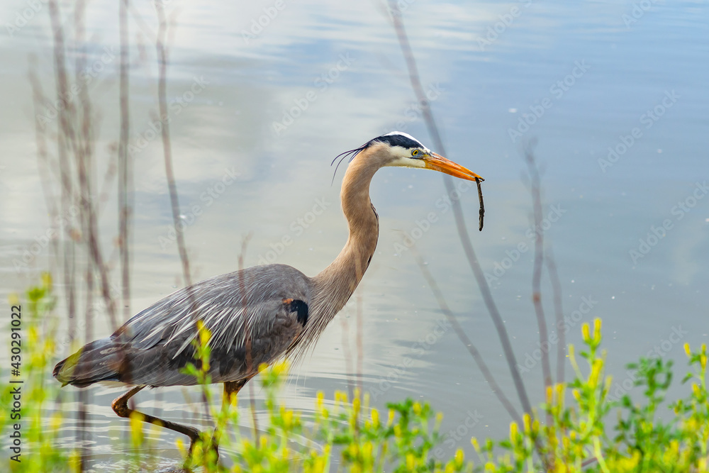 Fototapeta premium Great gray heron (Ardea cinerea) holds a stick in its beak