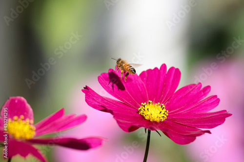 flying bee on flower