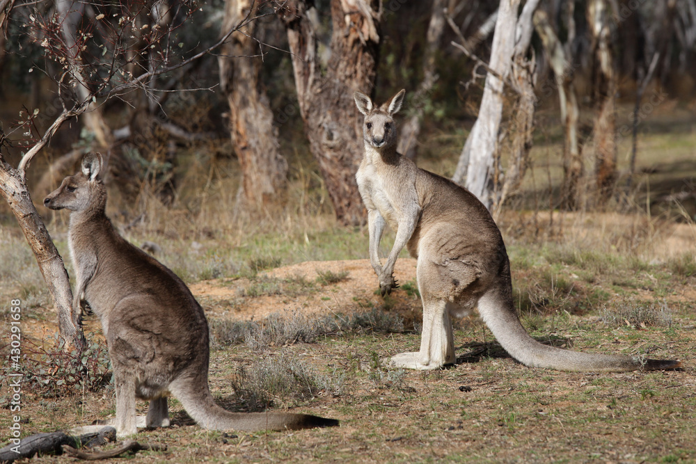 kangaroo kangaroo