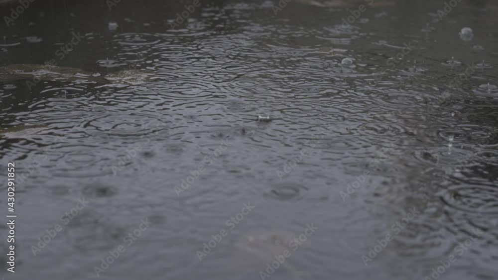 Raindrops fall into a pond close-up. Spring rains Raindrops fall into a pond close-up. Spring rains