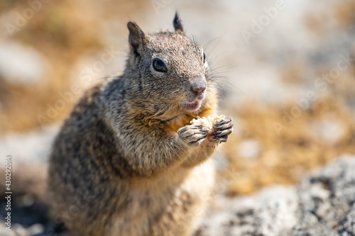 California ground squirrel (Spermophilus beecheyi) is eating a piece of bread. Close-up