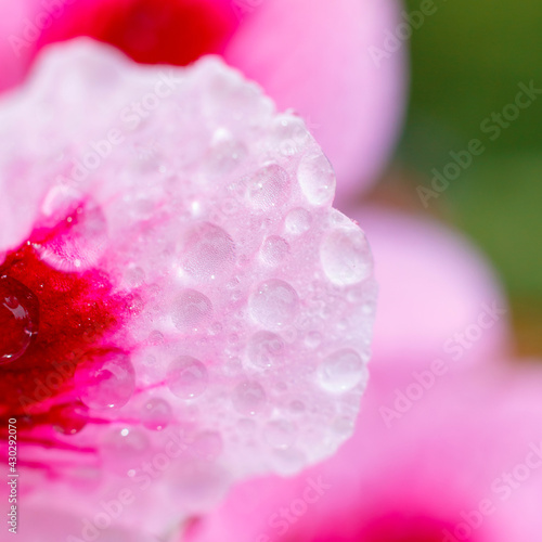 Drop of water morning dew on pink petal of blooming flower, macro close up square. Water drop flowing down summer red flower. Natural background.