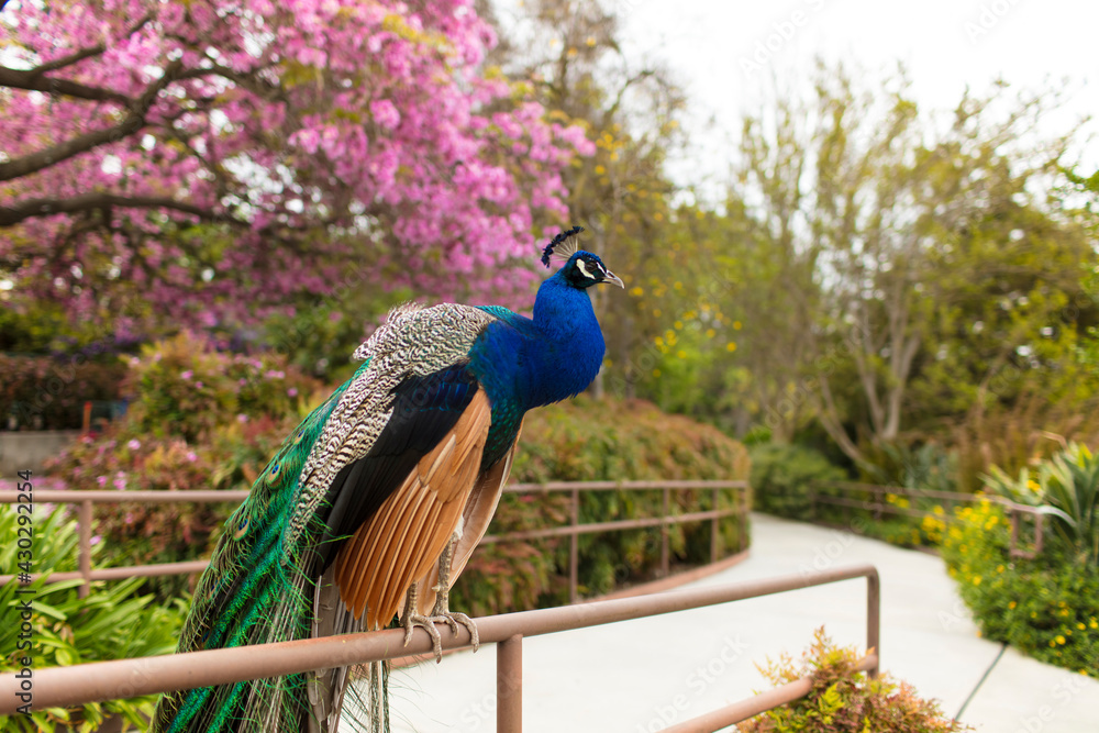 Fototapeta premium Peacock, flower, tree