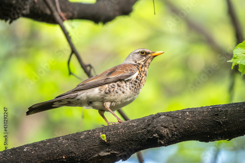 Fieldbird sits on a branch in spring with a blurred background.