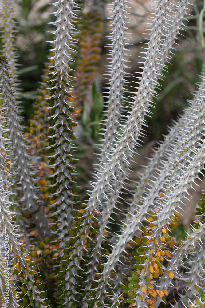 Texture, plant, flower Texture, plant, flower