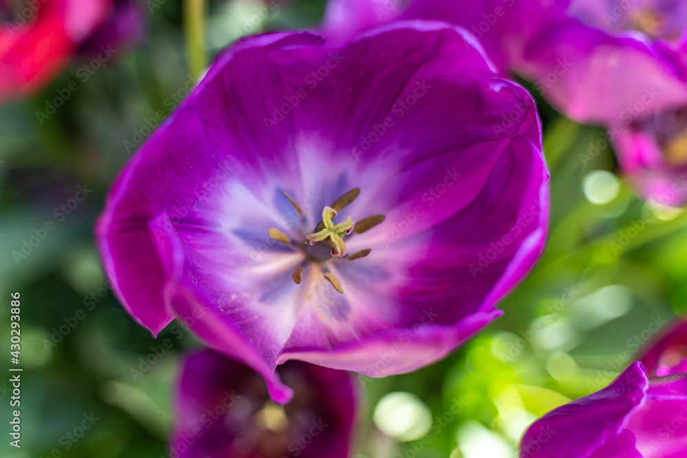 A macro shot looking inside a purple tulip.