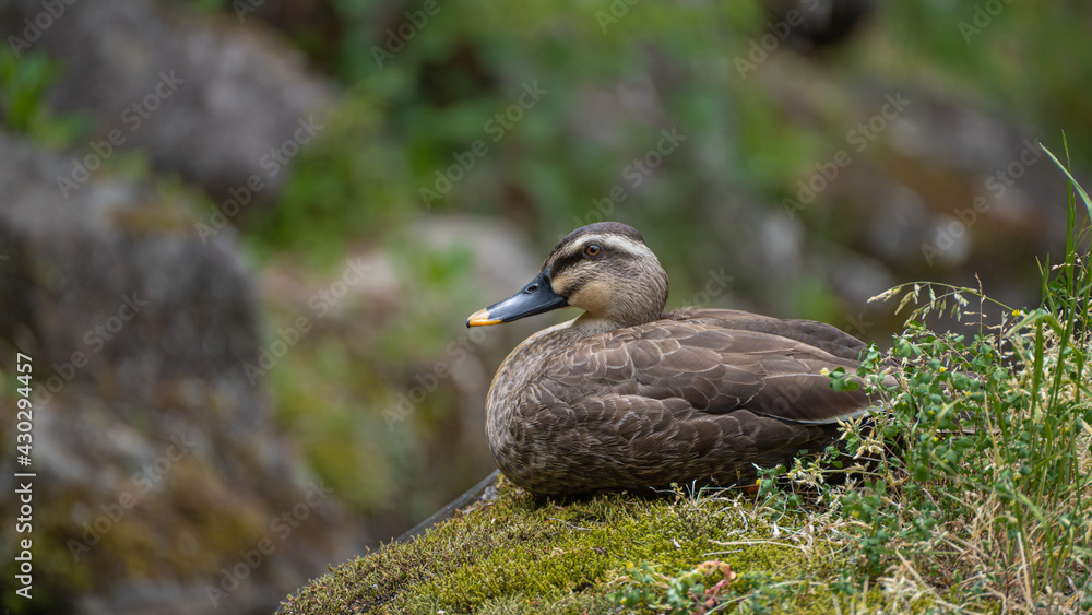 A duck sitting on a rock in a pond A duck sitting on a rock in a pond