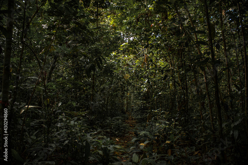 mysterious trail in the amazon rainforest