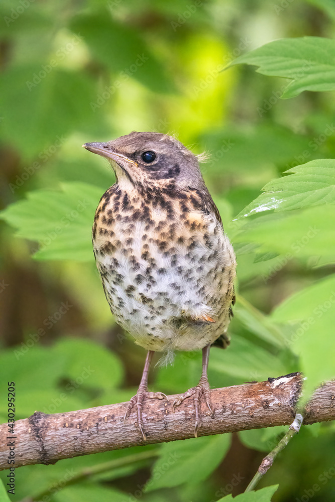 A fieldfare chick, Turdus pilaris, has left the nest and is sitting on a branch. A chick of fieldfare sitting and waiting for a parent on a branch. A fieldfare chick, Turdus pilaris, has left the nest and is sitting on a branch. A chick of fieldfare sitting and waiting for a parent on a branch.