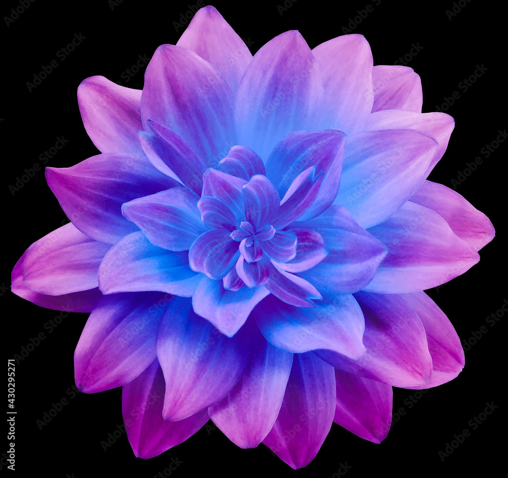 Fototapeta premium dahlia flower pink-blue. Flower isolated on the black background. No shadows with clipping path. Close-up. Nature.