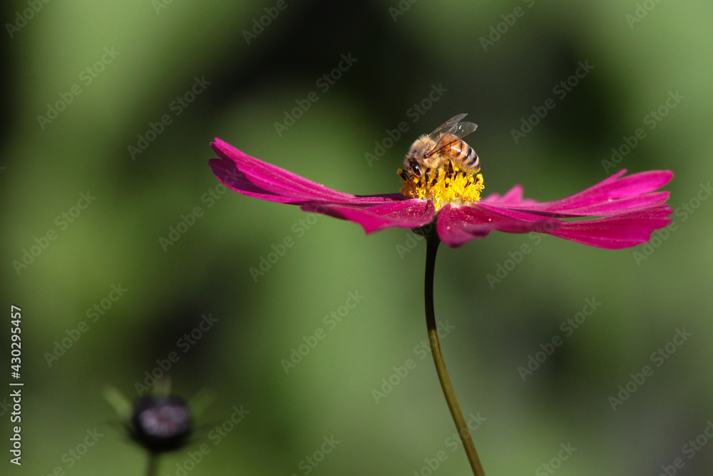 bee on a flower bee on a flower