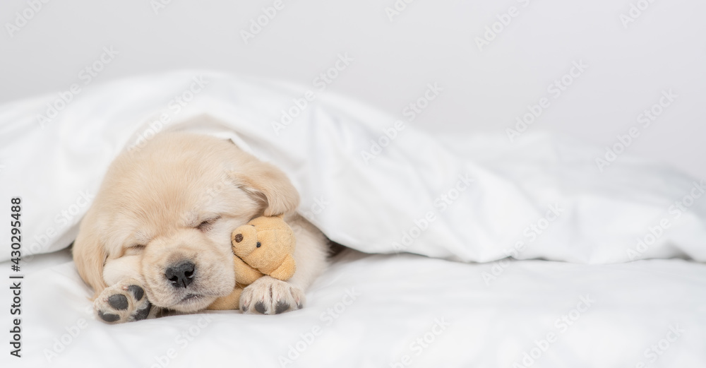 Cute Golden retriever puppy sleeps under white warm blanket on a bed at home and hugs favorite toy bear. Empty space for text Cute Golden retriever puppy sleeps under white warm blanket on a bed at home and hugs favorite toy bear. Empty space for text