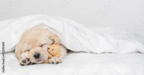 Cute Golden retriever puppy sleeps under white warm blanket on a bed at home and hugs favorite toy bear. Empty space for text