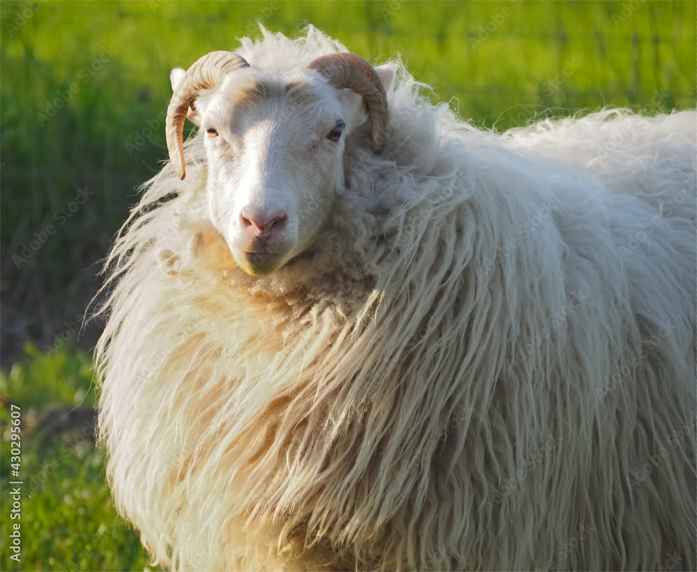 White single aries sheep with horns and long wool on a meadow White single aries sheep with horns and long wool on a meadow