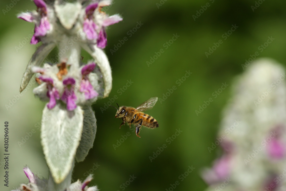 bee flying in garden bee flying in garden