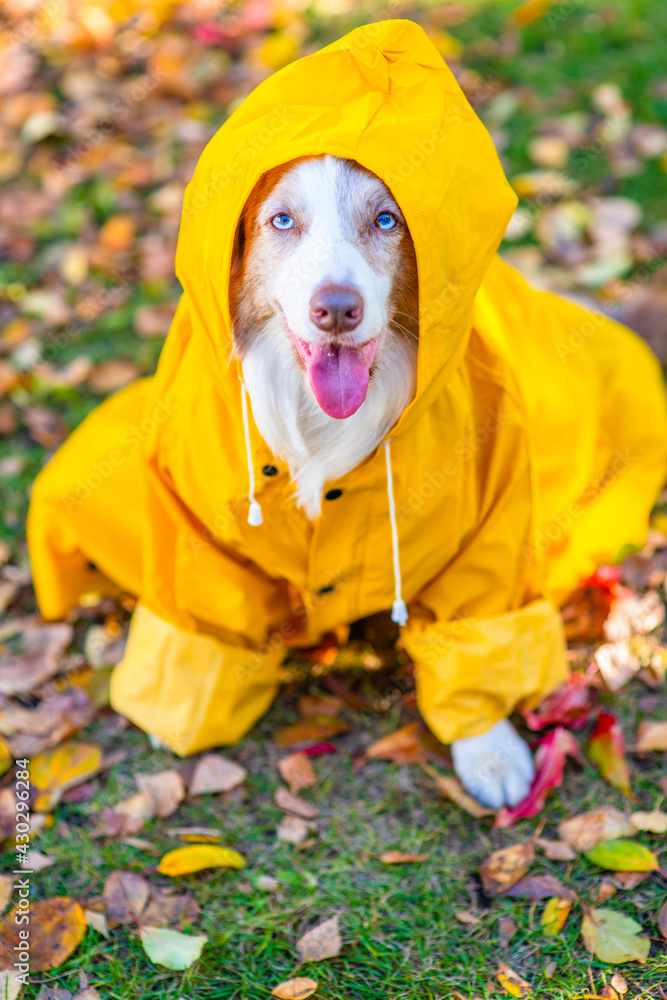 Border collie dog wearing raincoat sits at autumn park Border collie dog wearing raincoat sits at autumn park