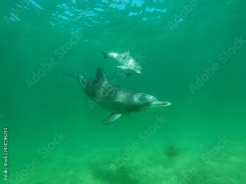 Dolphins in a green sea