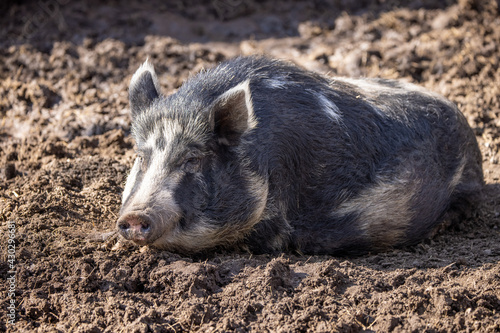 large hog lying down