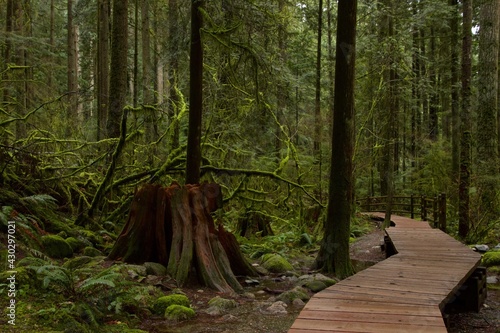 Lynn Canyon Park