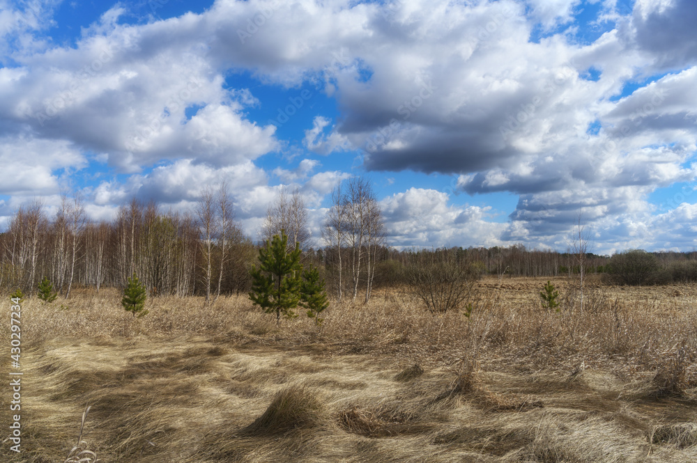 Spring landscape with wavy last year's grass, pines and birches without foliage. Beautiful blue sky with voluminous gray-white clouds. Fresh air and awakening nature in early spring. Ural (Russia) Spring landscape with wavy last year's grass, pines and birches without foliage. Beautiful blue sky with voluminous gray-white clouds. Fresh air and awakening nature in early spring. Ural (Russia)