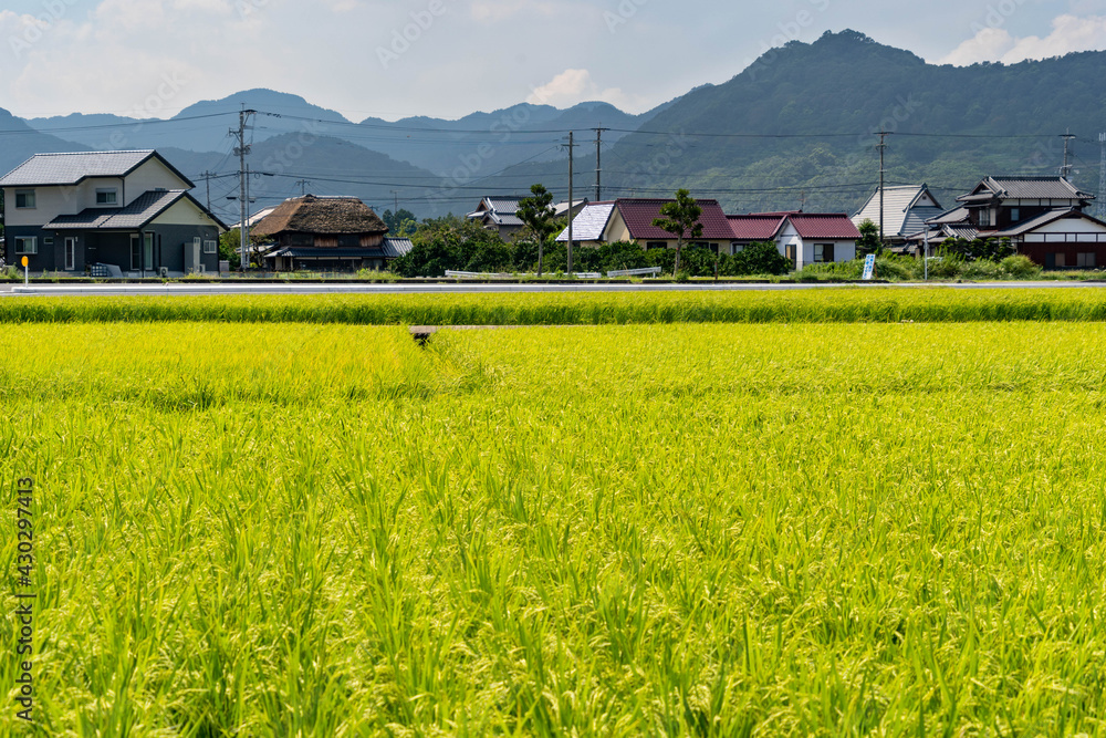 thatched roof house is over a paddy field in Saga prefecture, JAPAN.