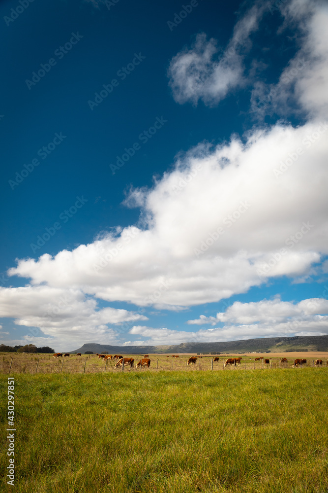 Fototapeta premium Campo argentino
