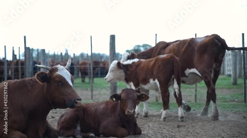 Vacas en corral