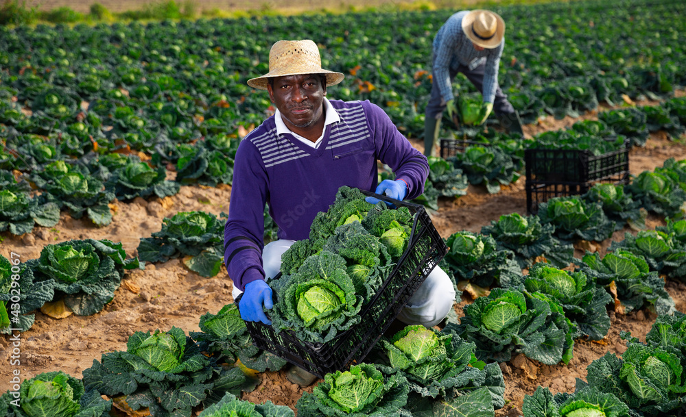 Afro american man professional farmer holding box full of organic cabbage in a farm field - obrazy, fototapety, plakaty 
